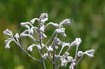 Goldencrest